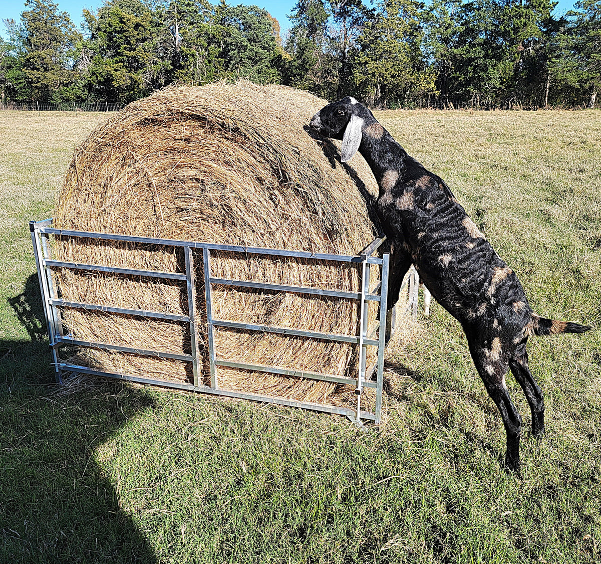 Collapsible Sheep & Goat Aluminum Round Hay Bale Feeder for 4X4, 4X5, & 4X6 Bales Llama Alpaca
