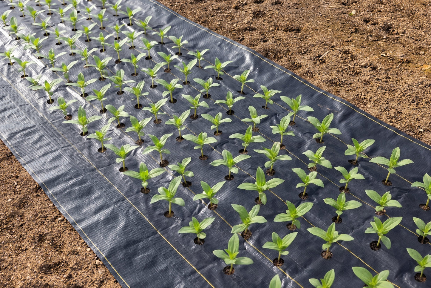 Quick-Plant Fabric — Weed Barrier