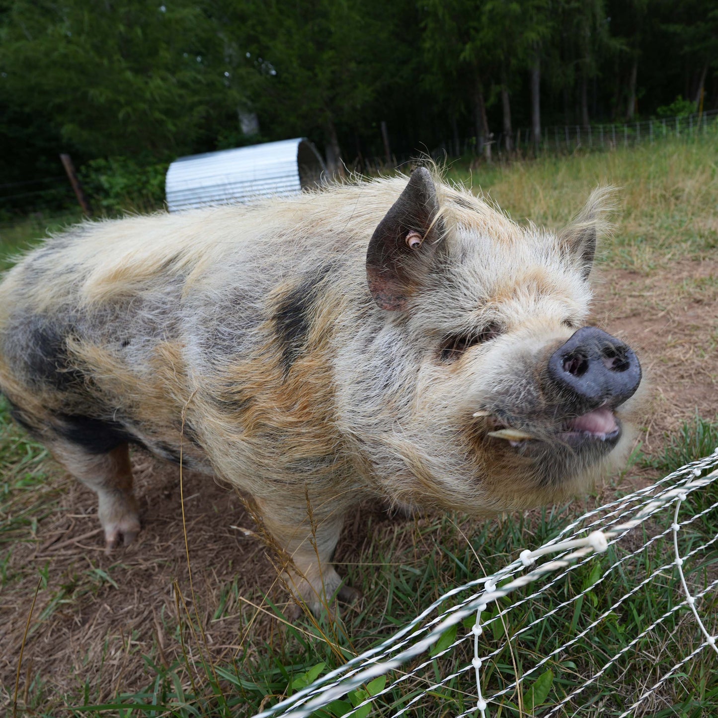 Breeding Pair of Kune Kune Pastured Pigs