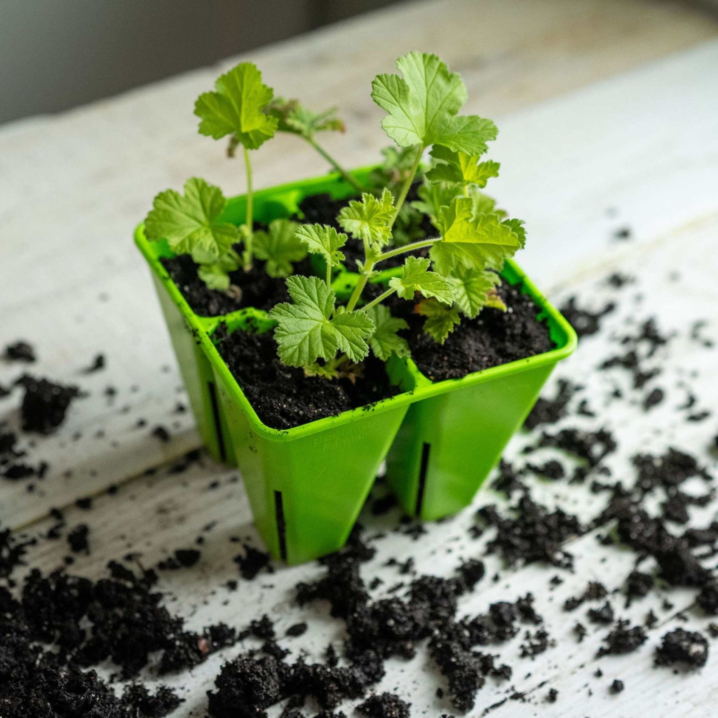 4 Cell Plug Tray Inserts