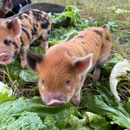 Two Piglets (male & female) Kune Kune Pastured Pigs