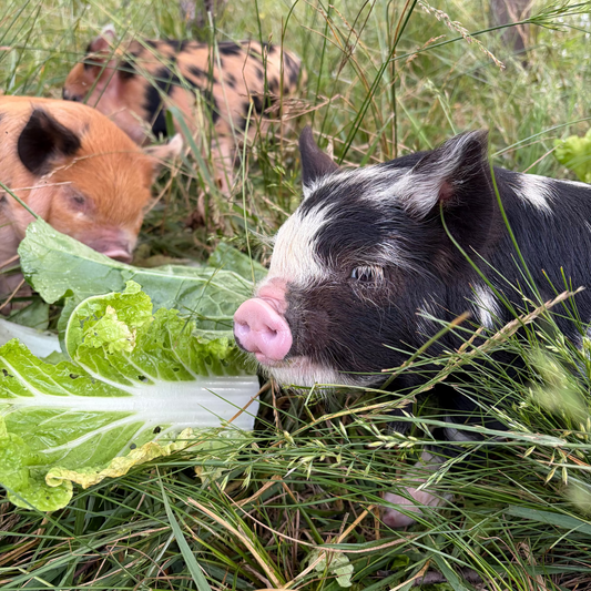 Two Piglets (male & female) Kune Kune Pastured Pigs