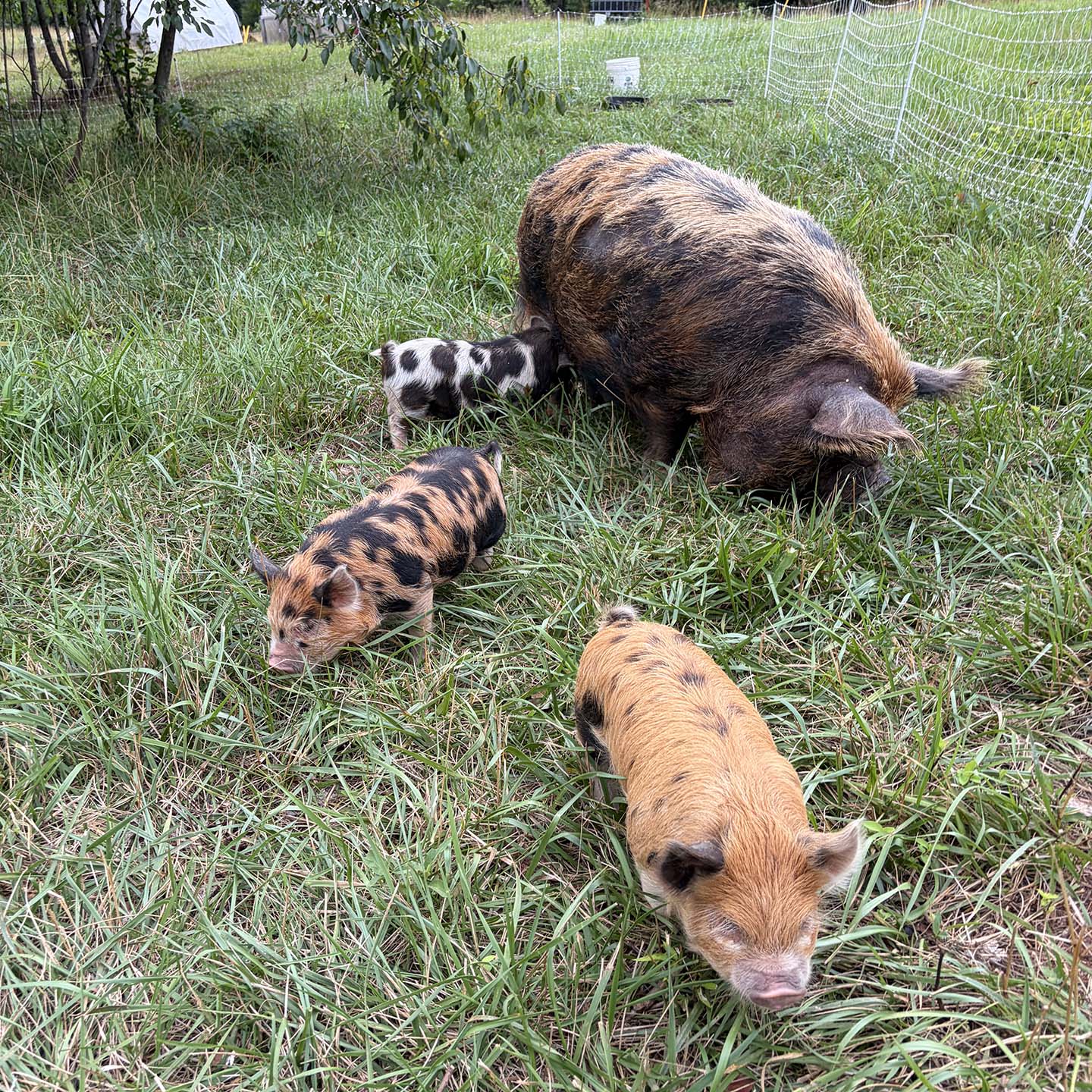 Breeding Pair of Kune Kune Pastured Pigs
