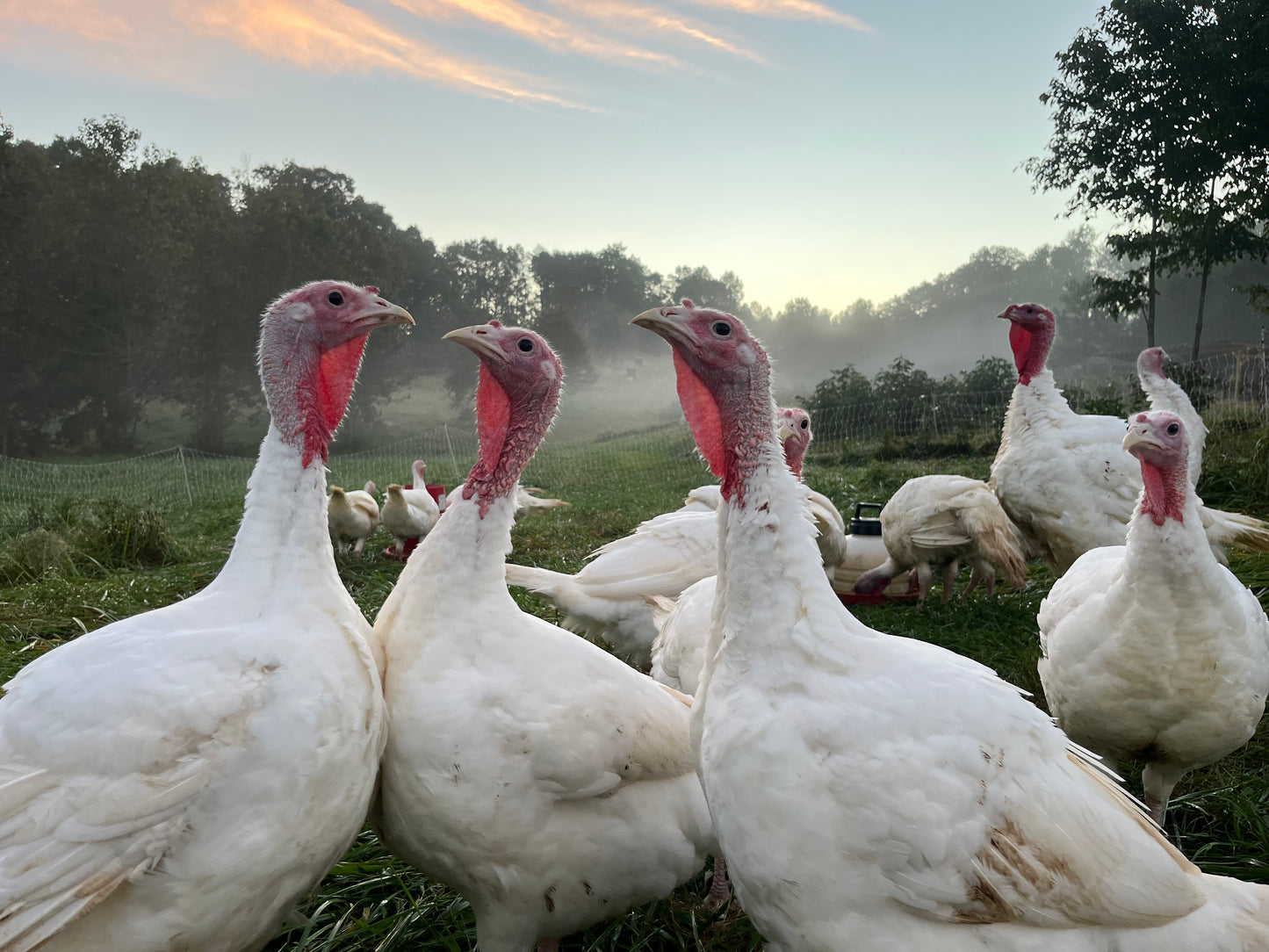 Whole Pastured Thanksgiving Turkey 2025