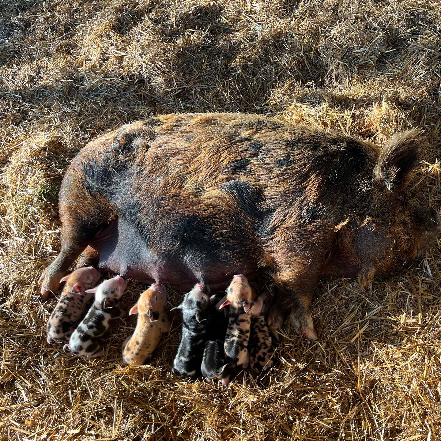 Two Piglets (male & female) Kune Kune Pastured Pigs