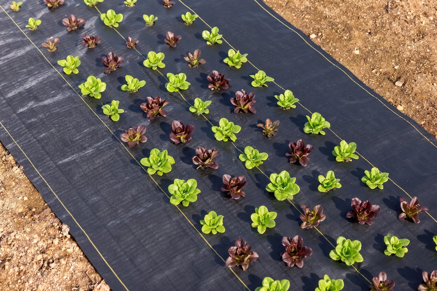 Quick-Plant Fabric — Weed Barrier