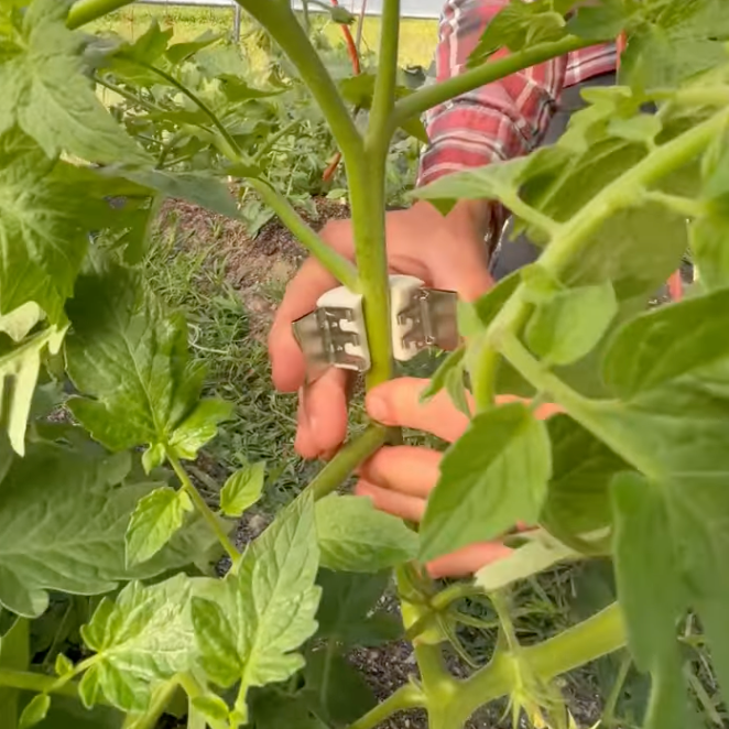 Qlipr Trellis Clips | 50 pack