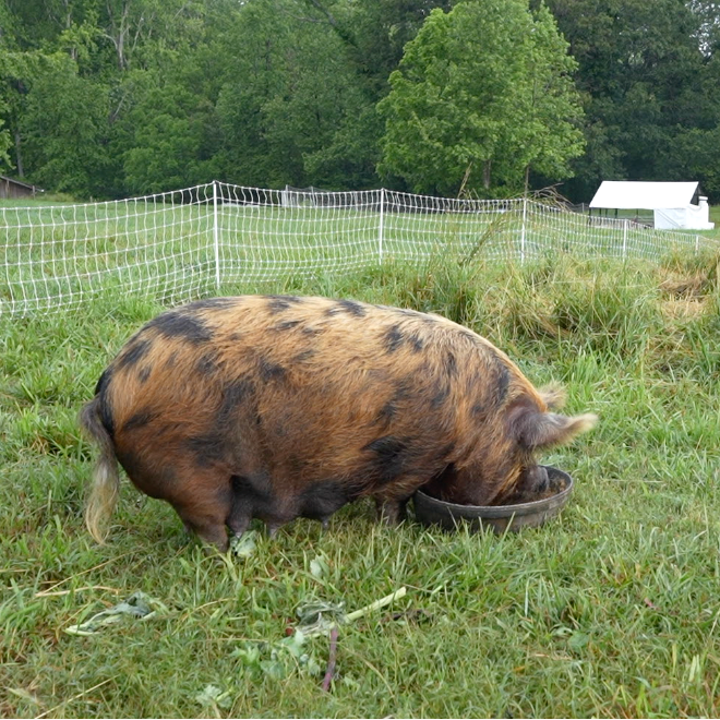 Breeding Pair of Kune Kune Pastured Pigs