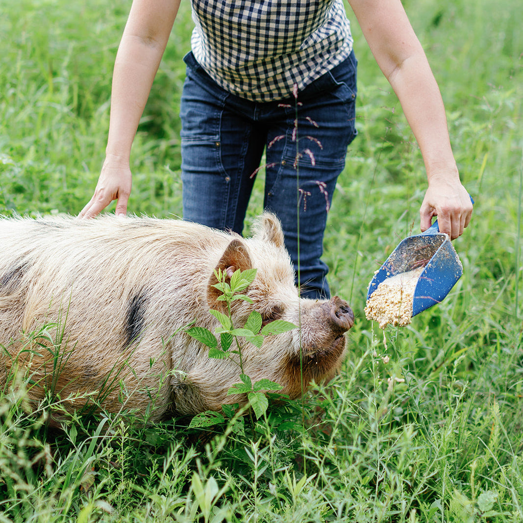 Breeding Pair of Kune Kune Pastured Pigs