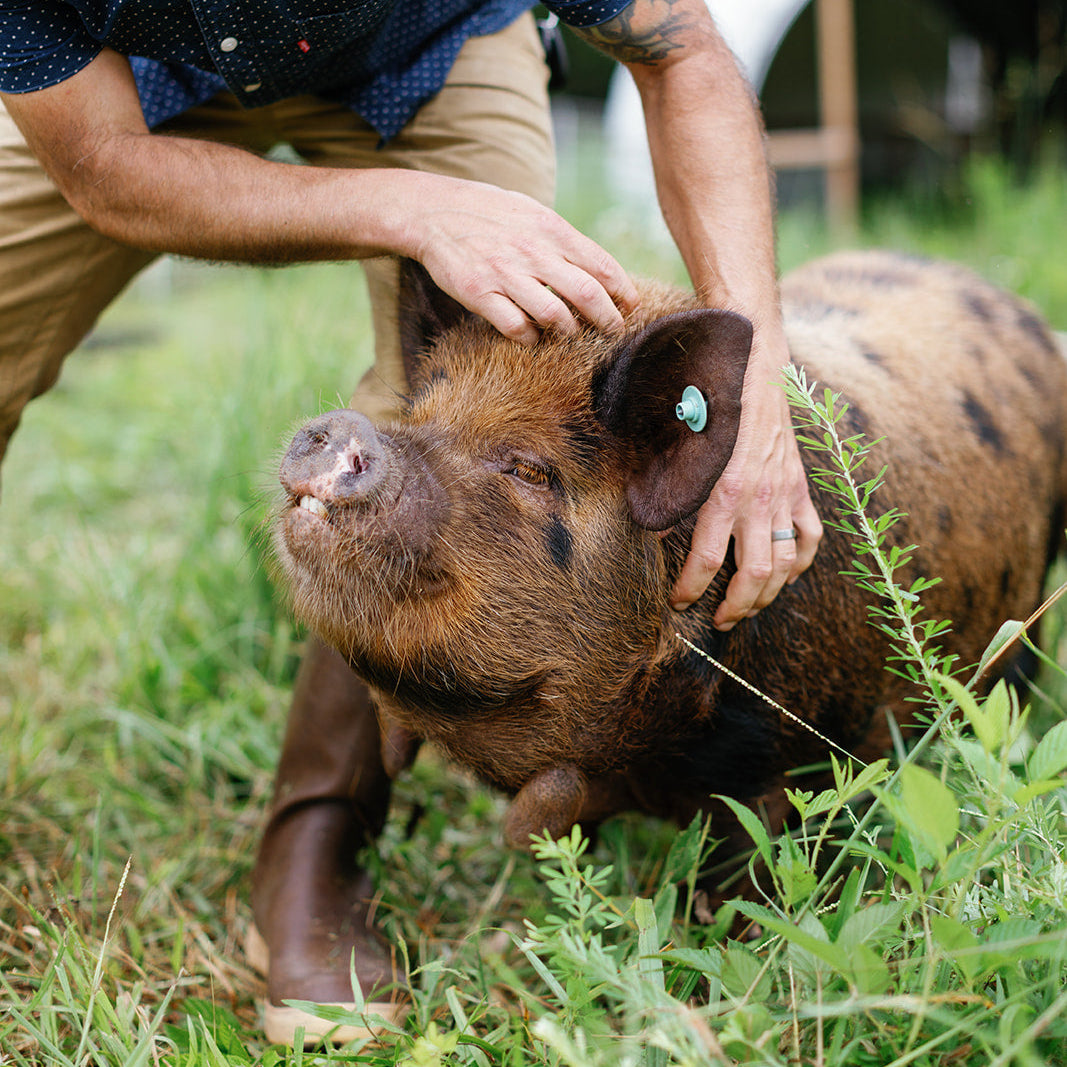 Breeding Pair of Kune Kune Pastured Pigs