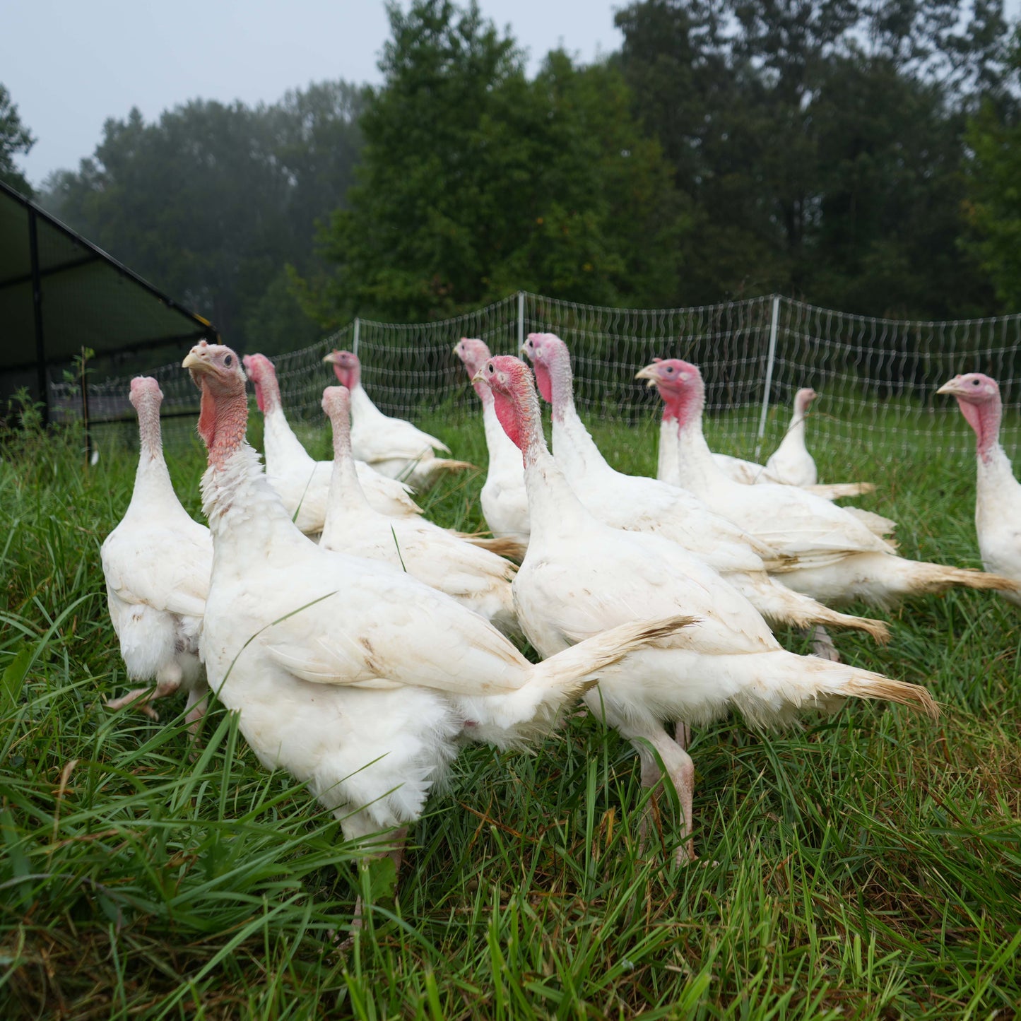 Deposit - Pastured Thanksgiving Turkey 2025