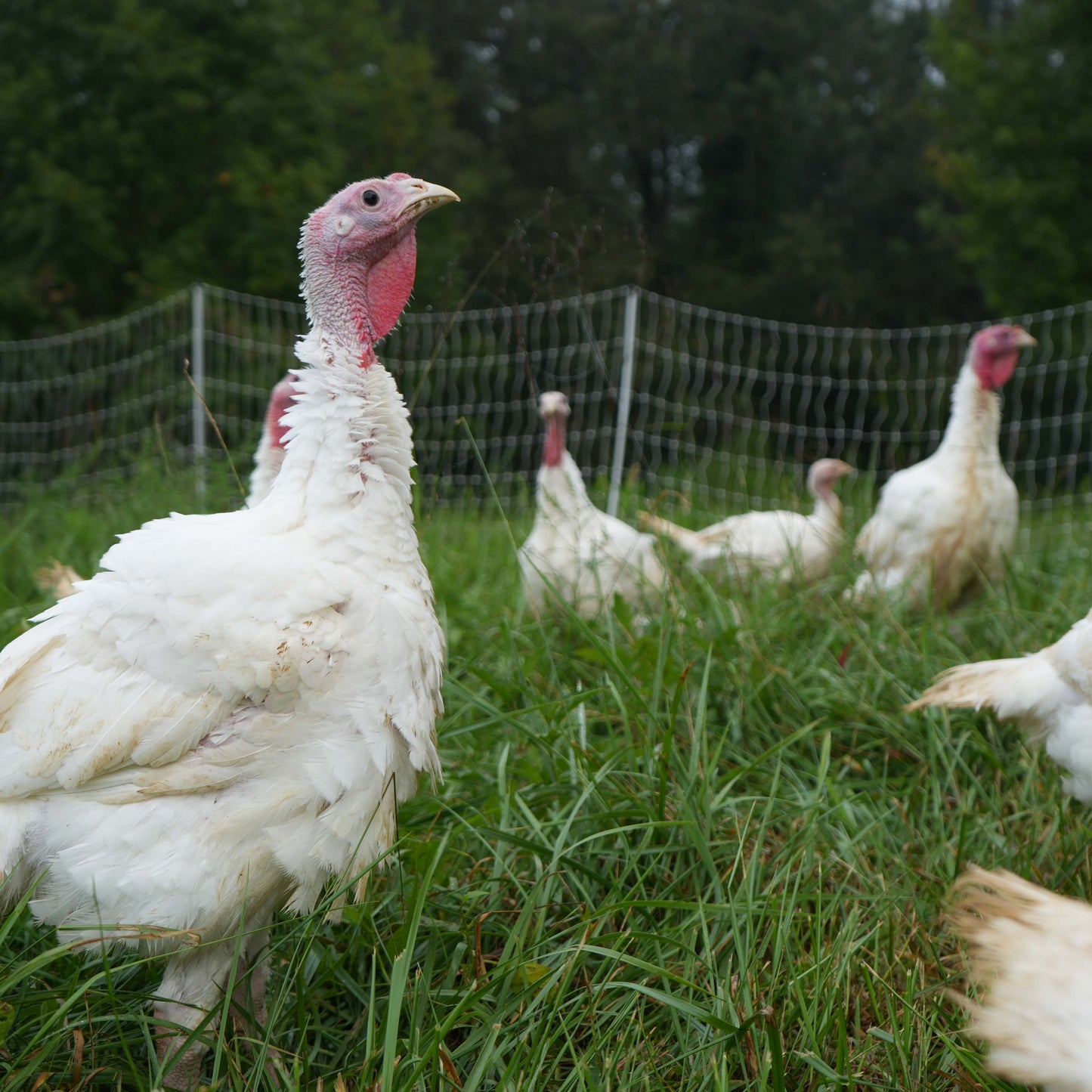 Whole Pastured Thanksgiving Turkey 2025