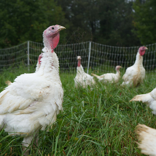Whole Pastured Thanksgiving Turkey 2025